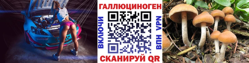 купить цена Малая Вишера Галлюциногенные грибы Psilocybe